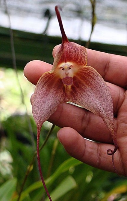10 Reprezentanți ai celor mai ciudate flori din lume
