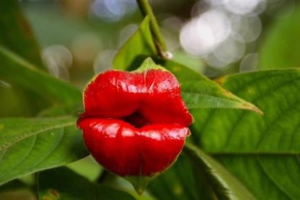 10 Reprezentanți ai celor mai ciudate flori din lume