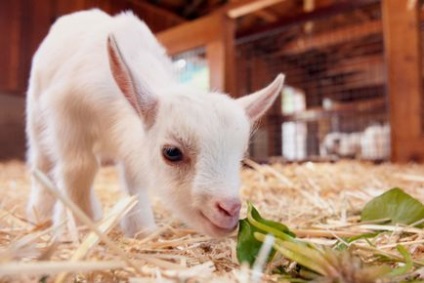 10 Cele mai exotice animale care pot trăi în casa ta