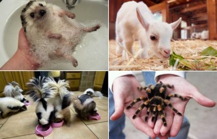 10 Cele mai exotice animale care pot trăi în casa ta