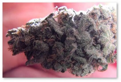 5 Доказів на користь вирощування марихуани на органіці