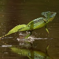 8 Тварин, які можуть ходити по воді