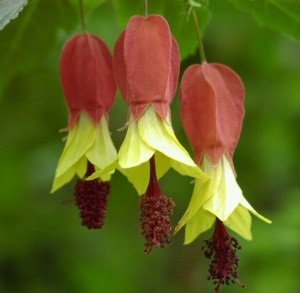 Abutilon, arțar interior - cultivarea și îngrijirea la domiciliu, gospodărie exemplară