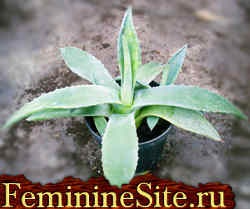 Agave de plante interioare - regulile de cultivare și îngrijire