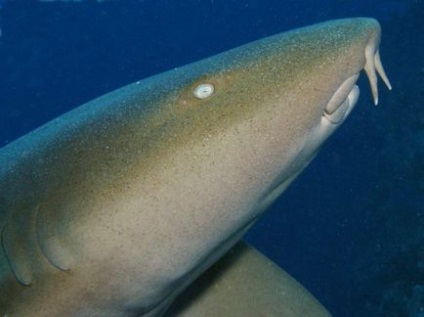 Shark-nővér fotó, leírás hal