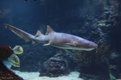 Shark-nurse fotografie, descrierea peștilor