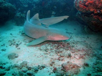 Shark-nurse fotografie, descrierea peștilor