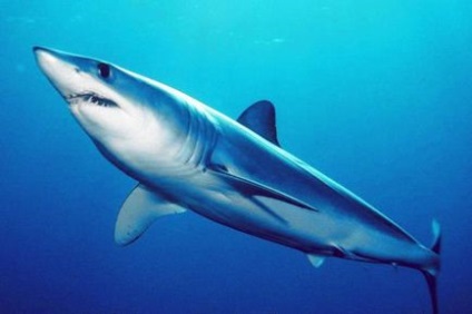 Shark albastru-albastru fotografie și descriere