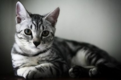 American Shorthair pisica fotografie si descrierea rasei, natura pisicii si pretul ei