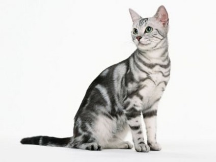 American Shorthair pisica fotografie si descrierea rasei, natura pisicii si pretul ei