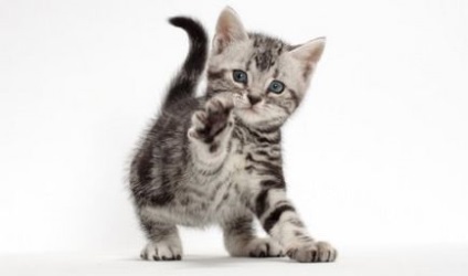Американська короткошерста кішка фото і опис породи, характер кішки і її ціна