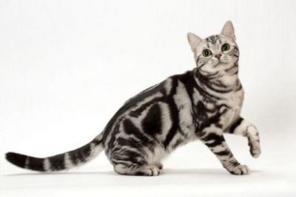 American Shorthair pisica fotografie si descrierea rasei, natura pisicii si pretul ei