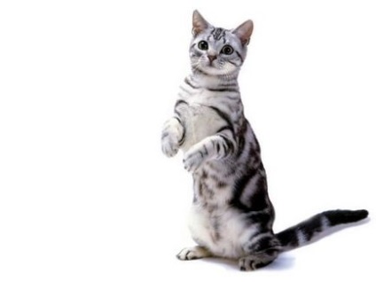 Американська короткошерста кішка фото і опис породи, характер кішки і її ціна