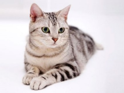 American Shorthair pisica fotografie si descrierea rasei, natura pisicii si pretul ei