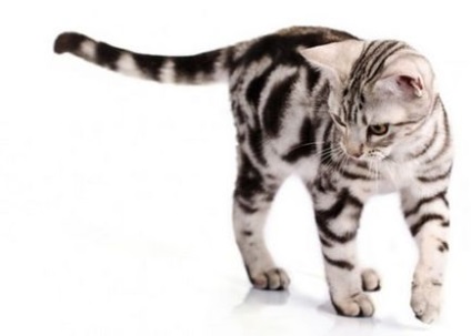 American Shorthair pisica fotografie si descrierea rasei, natura pisicii si pretul ei