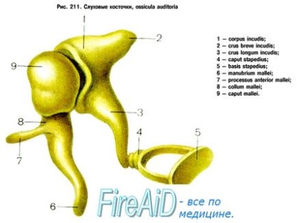 Анатомія слухові кісточки молоточок, malleus; ковадло, incus; стремено, stapes