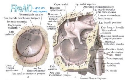 Anatomia ossicolelor auditive ale malleusului, malleus; incus, incus; etrier, stapes