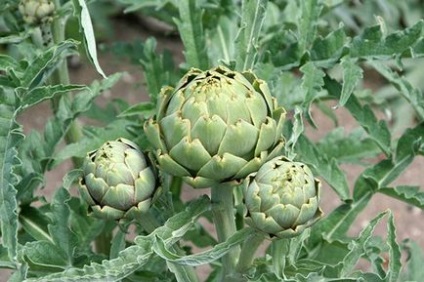 Artichoke proprietati utile si contraindicatii pentru retete de femei si barbati