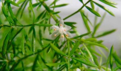 Plantarea și îngrijirea Asparagus plumosus