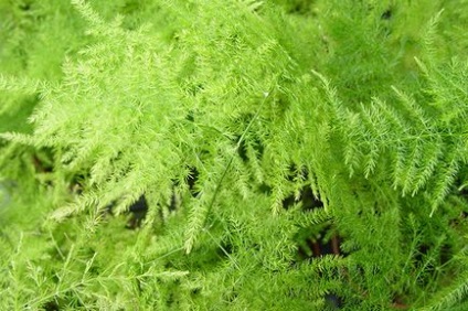 Plantarea și îngrijirea Asparagus plumosus