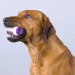 Асп для собак інструкція, аналоги, відгуки, де купити, ціна і поради по лікуванню в домашніх