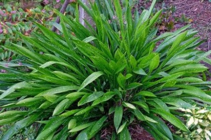 Aspidistra (47 fotó) virágoznak, otthoni gondozást, virág, levél csokrok, nagy szoba (otthon) Aspidistra (47 fotó) virágoznak, otthoni gondozást, virág, levél csokrok, nagy szoba