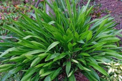 Aspidistra (47 fotografii) infloreste, ingrijeste acasa, flori, frunze in buchete, camera mare