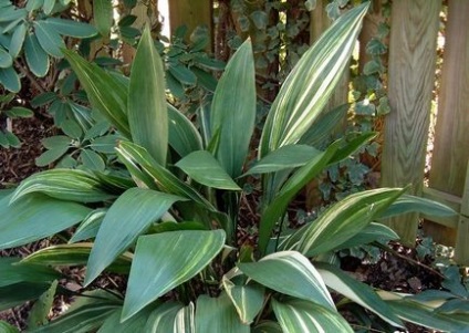 Aspidistra (47 fotografii) infloreste, ingrijeste acasa, flori, frunze in buchete, camera mare