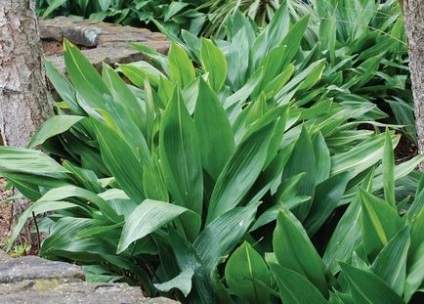 Aspidistra (47 fotografii) infloreste, ingrijeste acasa, flori, frunze in buchete, camera mare