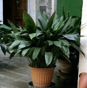 Aspidistra, familie prietenoasă, flori de vis