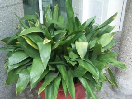 Aspidistra, familie prietenoasă, flori de vis