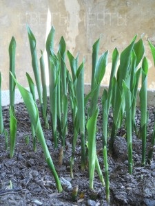 Aspidistra, familie prietenoasă, flori de vis