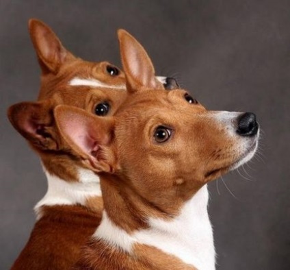 Basenji - singurul câine din lume care nu latră - prieteni din Almaty