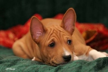 Basenji - singurul câine din lume care nu latră - prieteni din Almaty