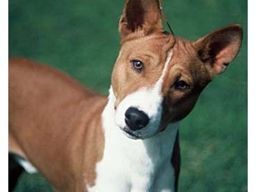 Басенджи - єдина в світі собака яка гавкає - алматинський друзі