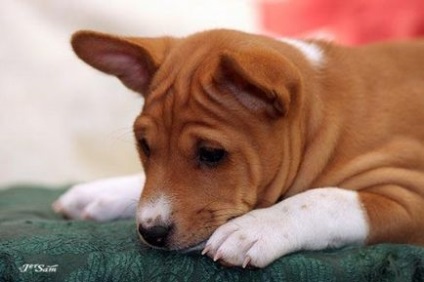 Basenji - singurul câine din lume care nu latră - prieteni din Almaty