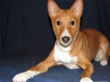 Basenji - singurul câine din lume care nu latră - prieteni din Almaty