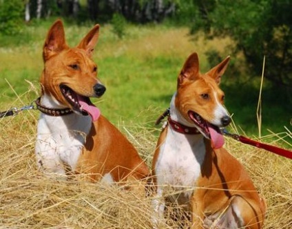 Basenji - singurul câine din lume care nu latră - prieteni din Almaty