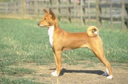 Басенджи - єдина в світі собака яка гавкає - алматинський друзі