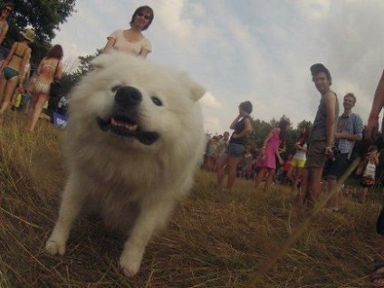 Câinele belgian Fedya a preluat fotografia și a înregistrat pe Facebook, știri din lume
