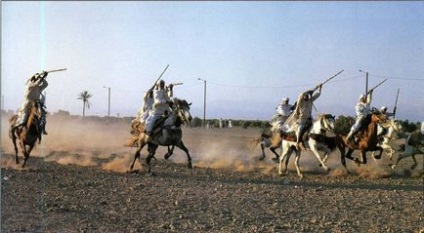 Berber horse breed - animale de companie