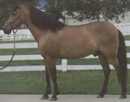 Berber horse breed - animale de companie