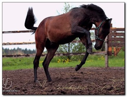 Berber horse breed - animale de companie