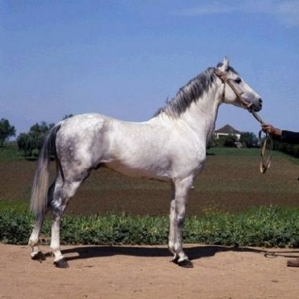 Berber fajta ló fotó, leírás, eredete - helyszínen a lovak