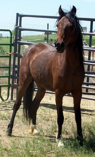 Berber horse breed fotografii, descriere, fundal - site-ul despre cai