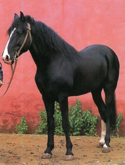 Berber horse breed fotografii, descriere, fundal - site-ul despre cai