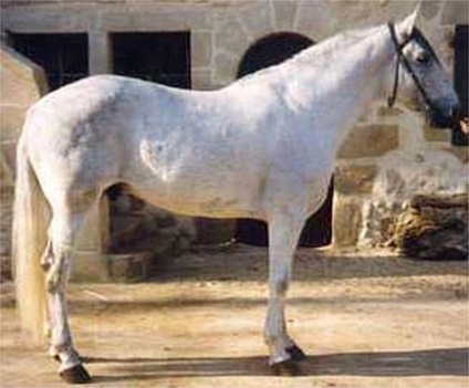 Caracteristicile rasei calului Berber, fotografie, descriere