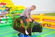 Bull rodeo de inchiriat pentru 30.000 de ruble (4 tauri pentru alegere)