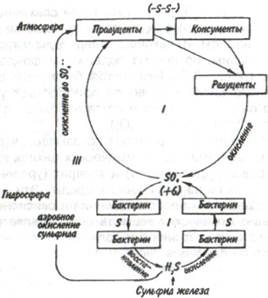 Блокова модель кругообігу