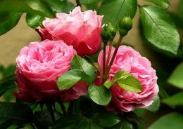 Betegségek kerti rózsák - Megelőzés és kezelés